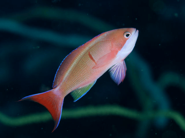 ilustrasi Pseudanthias cooperi (commons.wikimedia.org/Pseudanthias cooperi)