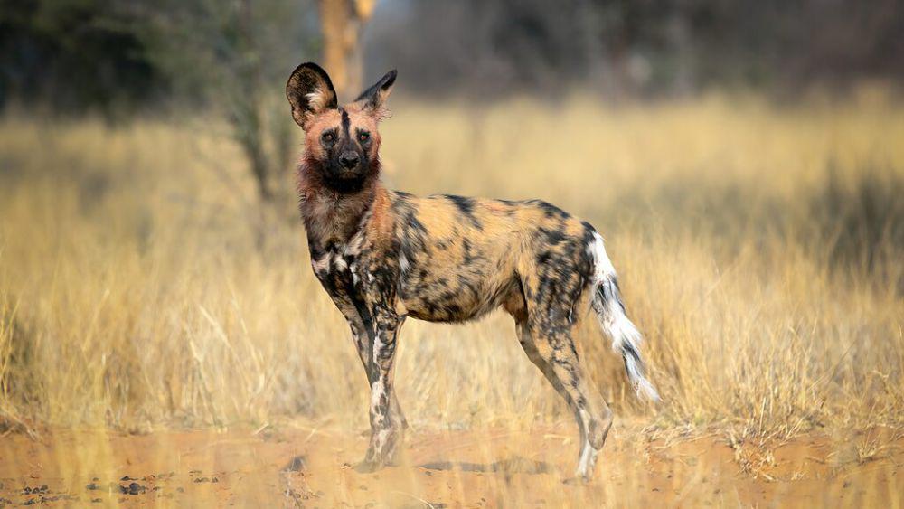 5 Fakta Anjing Liar Afrika, Saling Bekerja Sama dalam Berburu