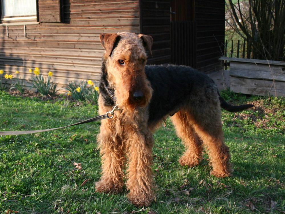 5 Fakta Airedale Terrier, Ras Terbesar yang Dijuluki Raja Terrier