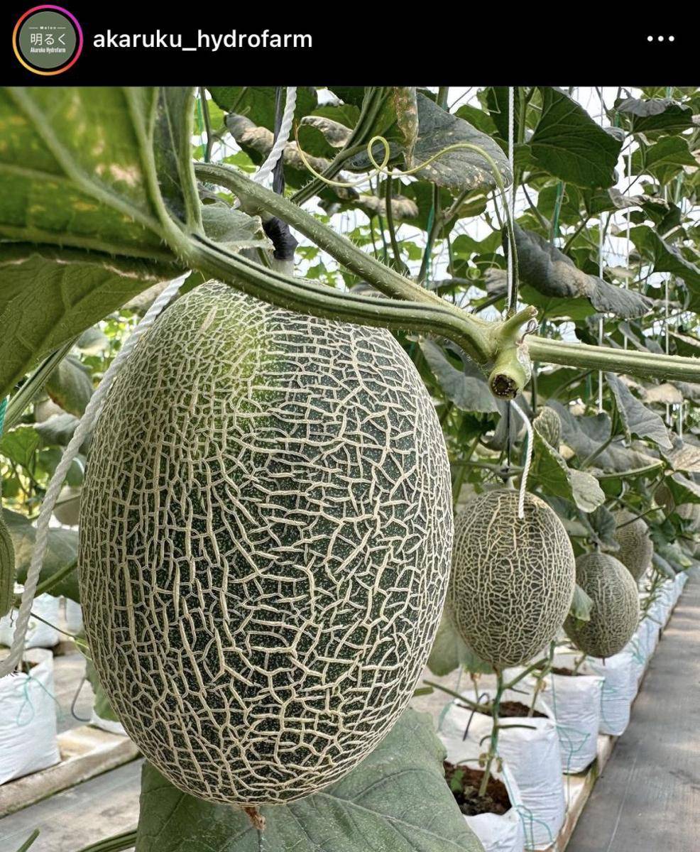 Akuraku Hydrofarm (Instagram.com/Akuruku_Hydrofarm)