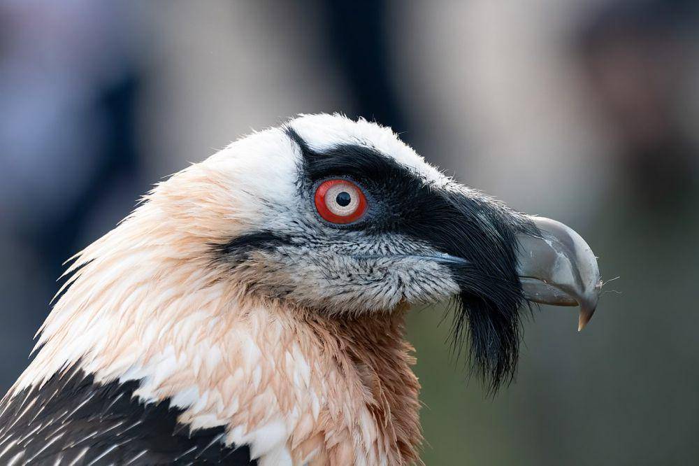 burung nasar berjenggot atau bearded vulture (commons.wikimedia.org/Chme82)