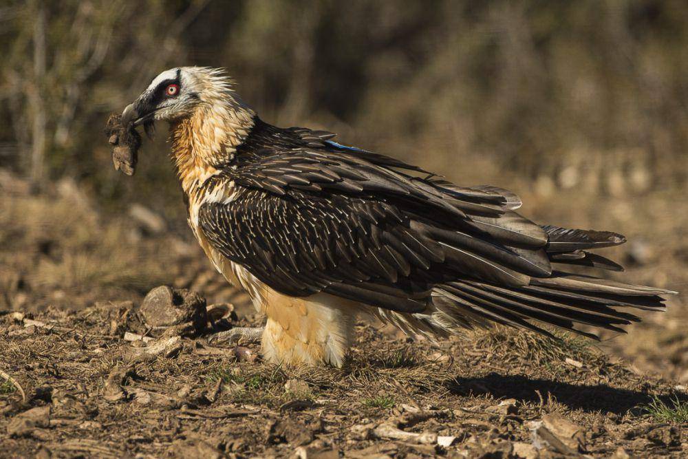 burung nasar berjenggot atau bearded vulture (commons.wikimedia.org/Francesco Veronesi)