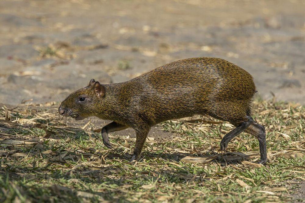 5 Fakta Unik Agouti, Sering Mengubur Sisa Makanan di Dalam Tanah
