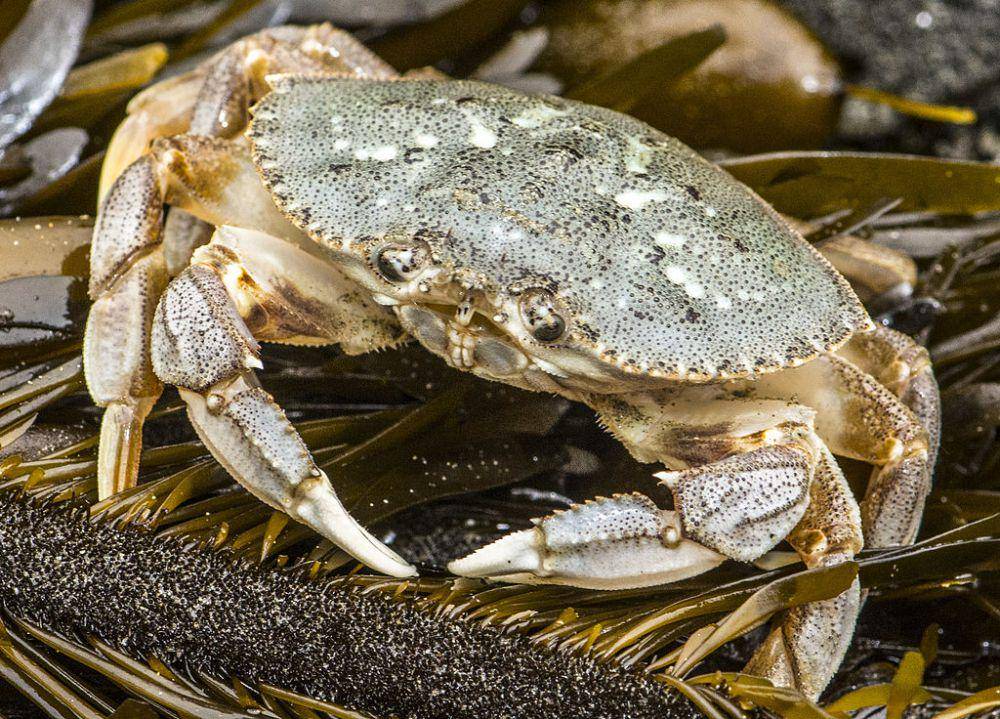 kepiting dungeness (commons.wikimedia.org/Jerry Kirkhart)