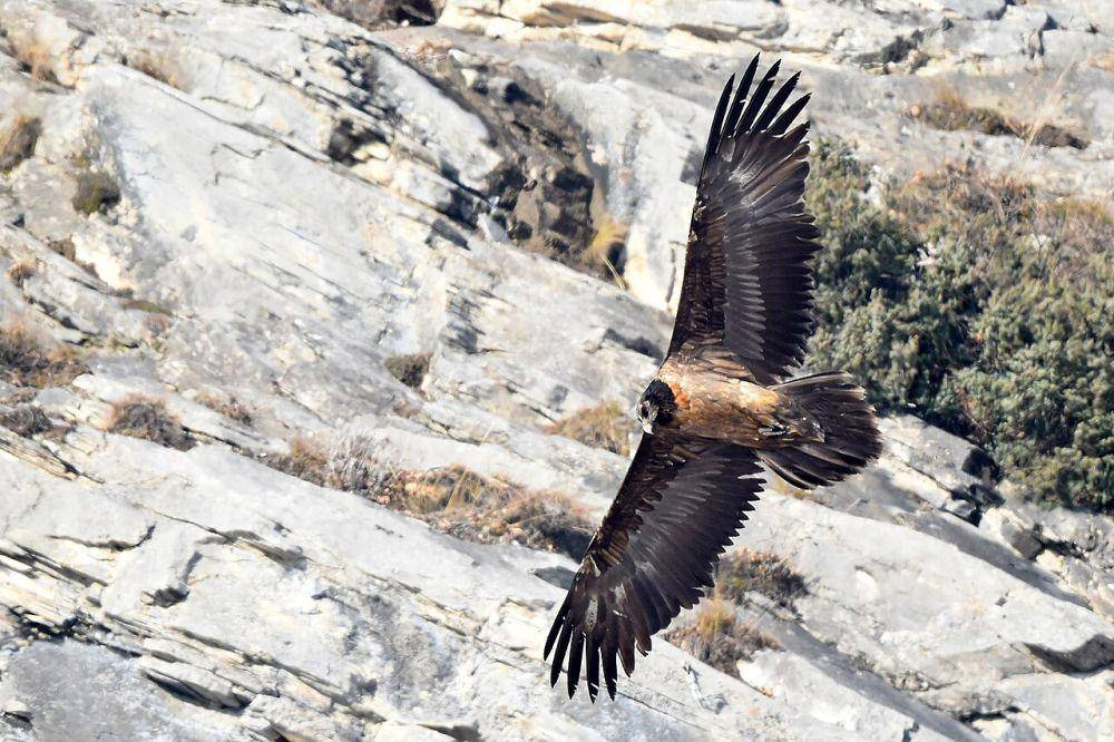 burung nasar berjenggot atau bearded vulture (commons.wikimedia.org/Pierre-Marie Epiney)
