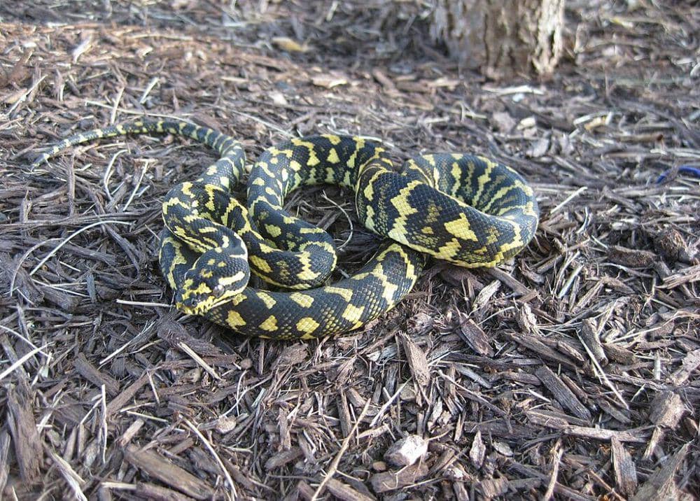 diamond phyton (commons.wikimedia.org/Kyle A. Zimmerman)