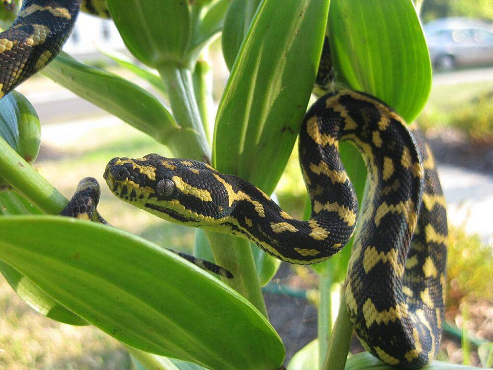 diamond phyton (commons.wikimedia.org/Kyle A. Zimmerman)