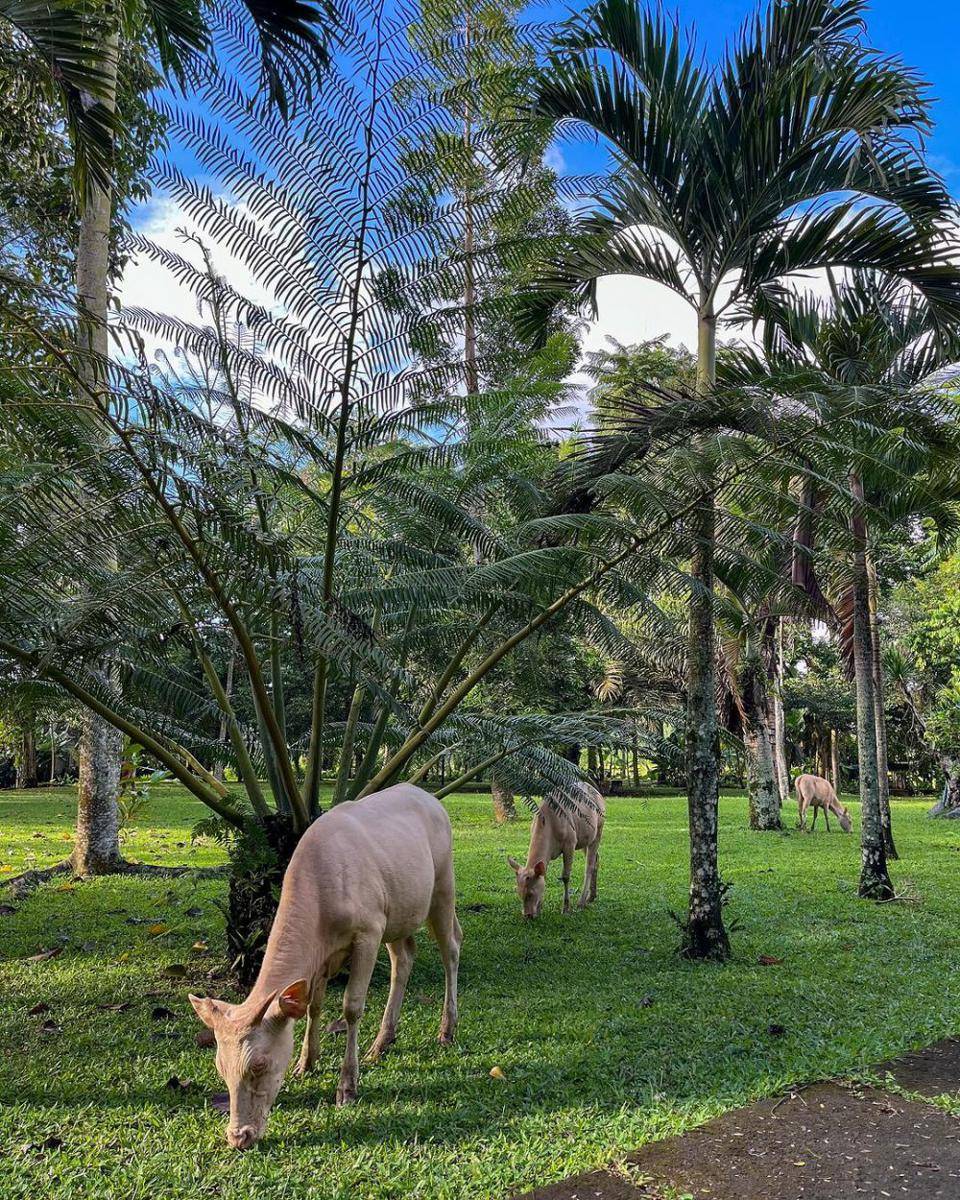 Lembu putih di Desa Wisata Taro (instagram.com/desawisatataro)