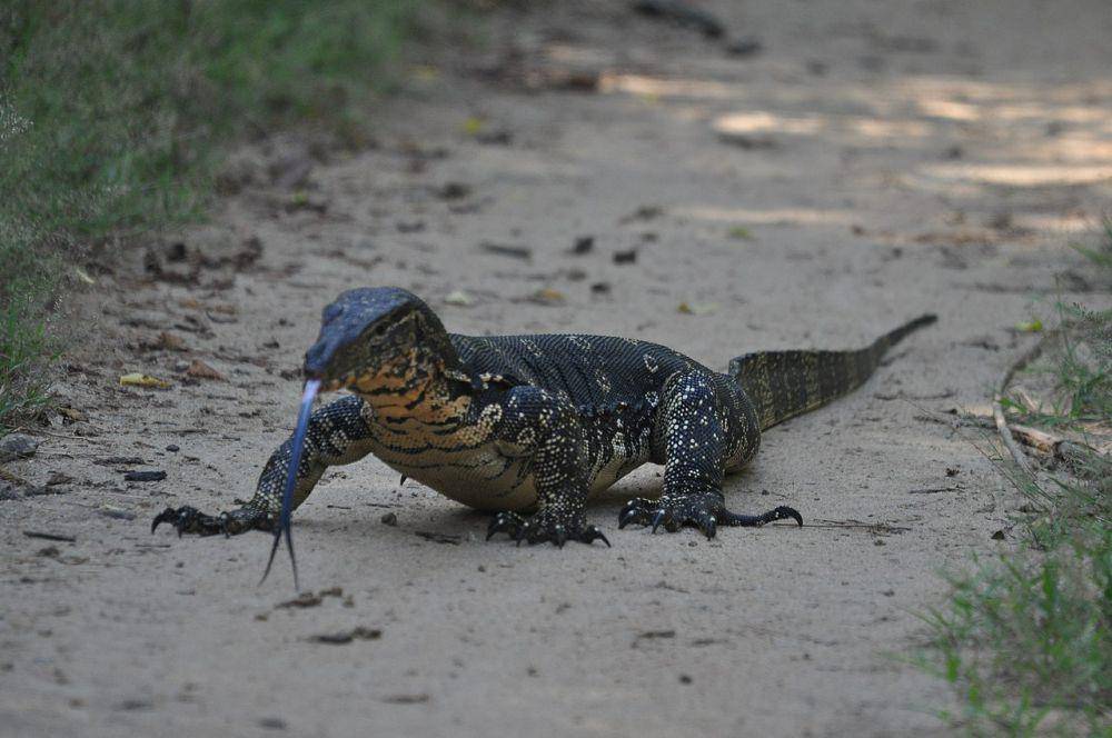 Biawak bisa berdiri menggunakan ekornya (commons.wikimedia.org/Manelka Jayasundara)