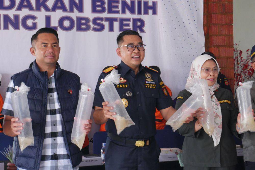 Kepala Bea Cukai Batam, Zaky Firmansyah saat mengangkat barang bukti baby lobster yang berhasil diamankan (IDN Times/Putra Gema Pamungkas)