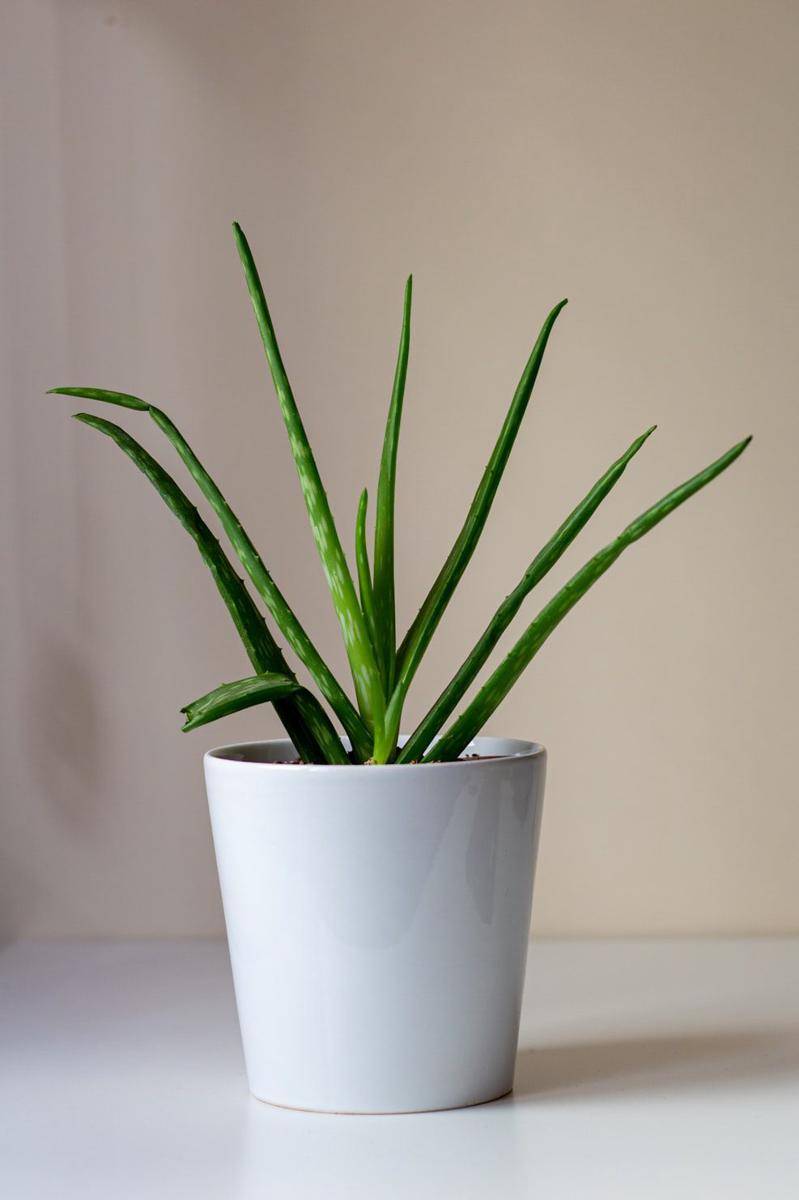 ilustrasi aloe vera (unsplash.com/Kamil Kalkan)