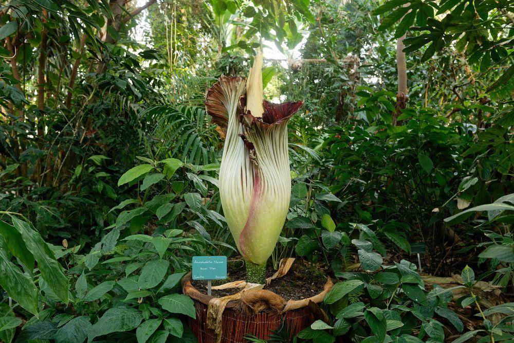 Bunga bangkai raksasa yang belum mekar (commons.wikimedia.org/Marie-Lan Taÿ Pamart)