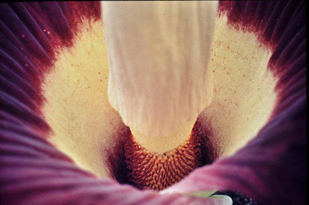 Spadix bunga bangkai raksasa dan bunga-bunga kecilnya (commons.wikimedia.org/Foto © W. Barthlott)