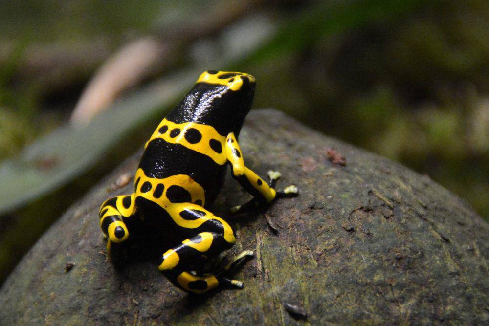 ilustrasi katak panah beracun yellow-banded (flickr.com/Joachim S. Müller)