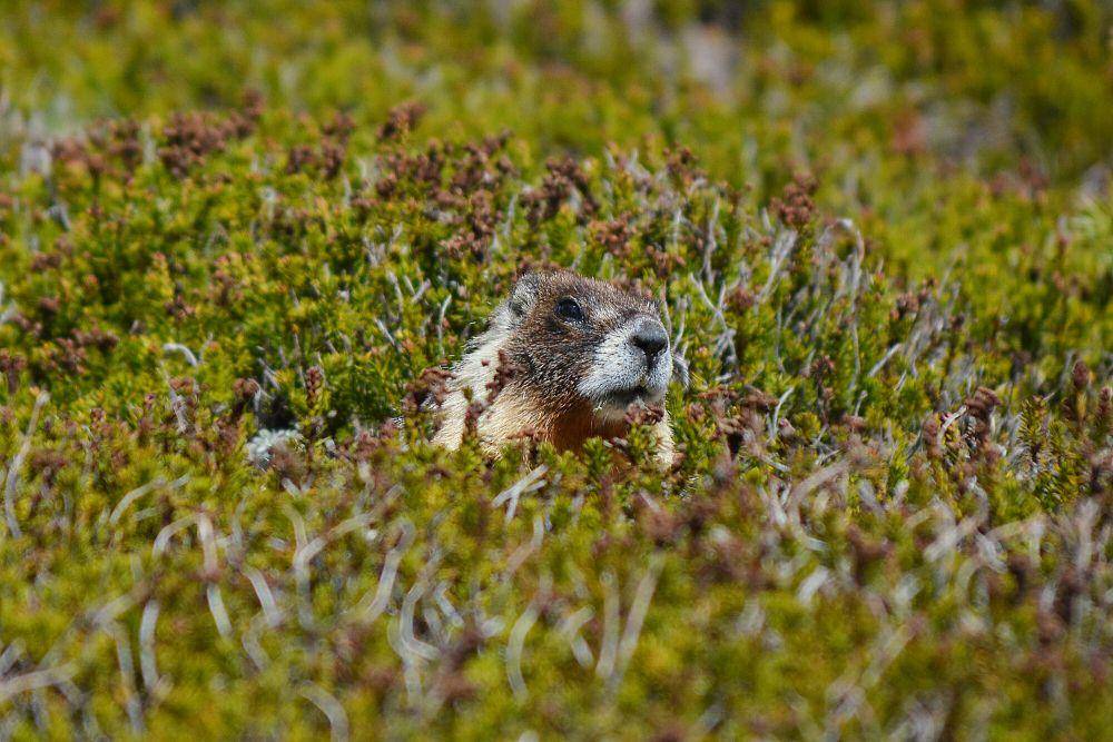 Yellow-bellied marmot (commons.m.wikimedia.org/Paxson Woelber)