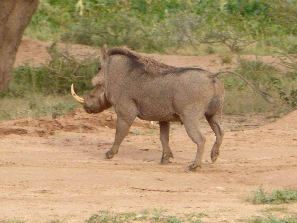 Desert warthog (commons.m.wikimedia.org/tonyking)