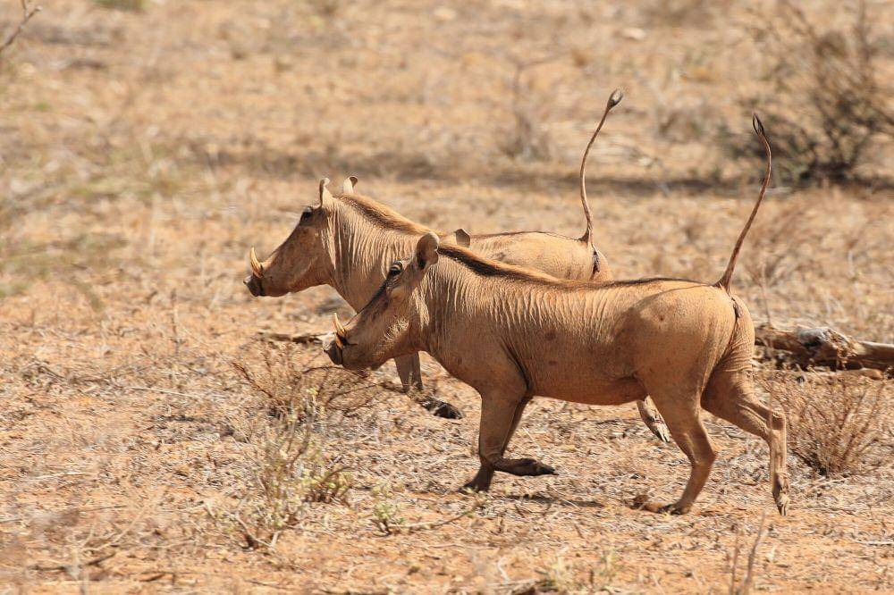 Desert warthog (commons.m.wikimedia.org/darren_j_obbard)