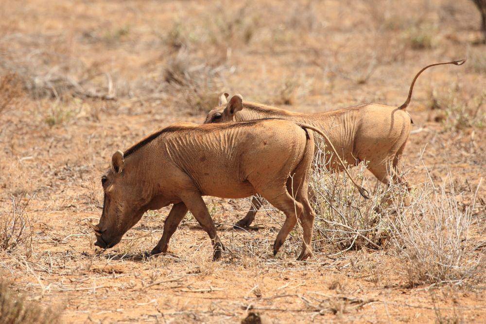 Desert warthog (commons.m.wikimedia.org/darren_j_obbard)