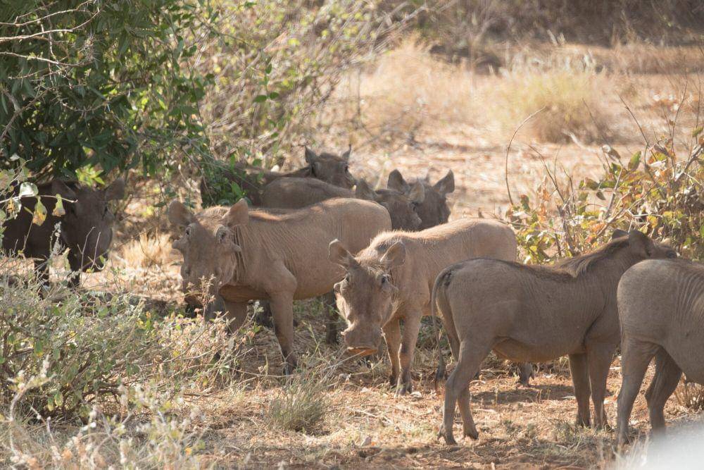 Desert warthog (commons.m.wikimedia.org/claudekolwelter)