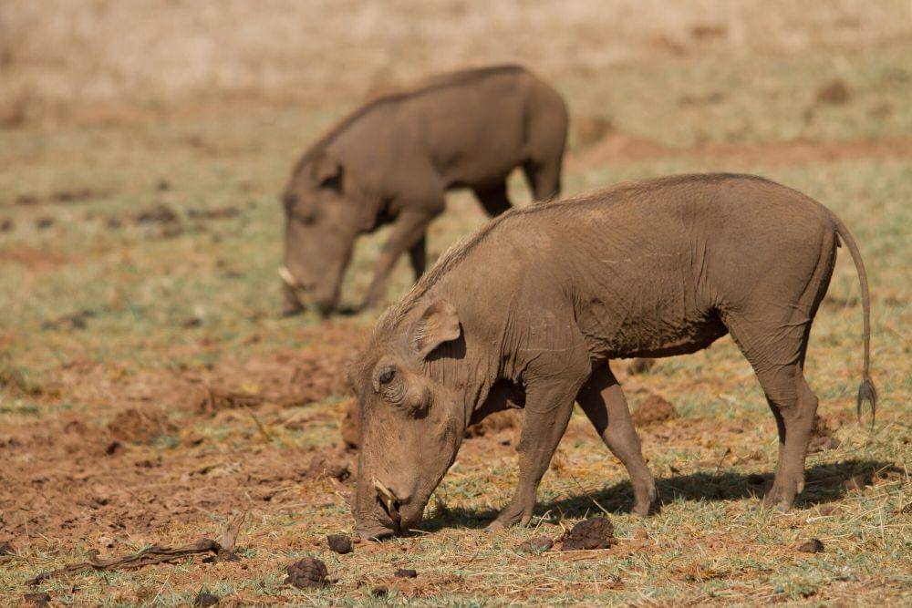 Desert warthog (commons.m.wikimedia.org/claudekolwelter)