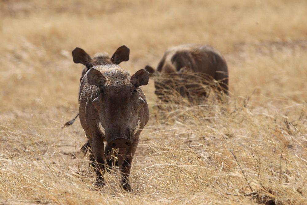 Desert warthog (commons.m.wikimedia.org/elebew)