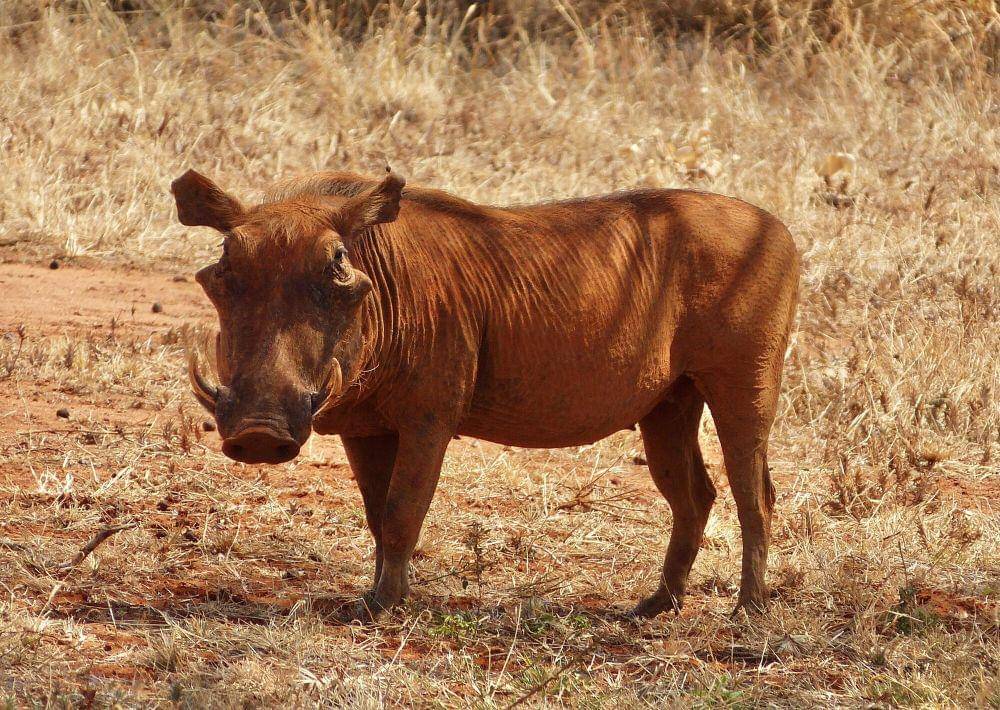 Desert warthog (commons.m.wikimedia.org/jeanpaulboerekamps)