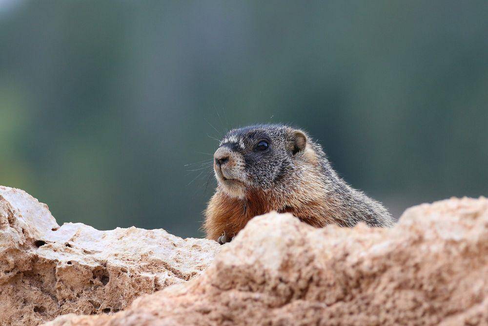 Yellow-bellied marmot (commons.m.wikimedia.org/Donald Hobern)