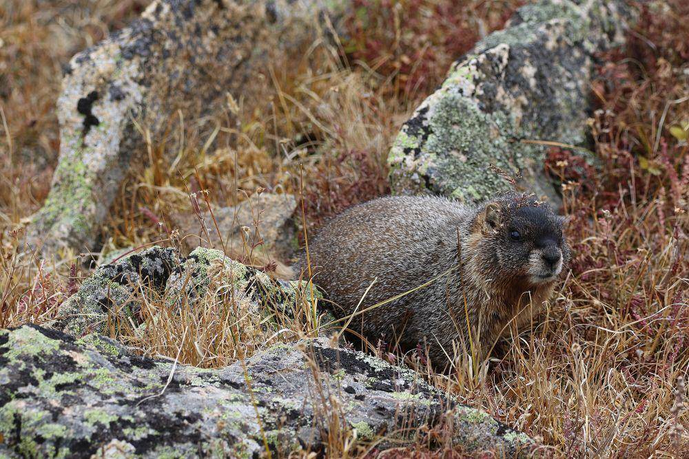 Yellow-bellied marmot (commons.m.wikimedia.org/Donald Hobern)