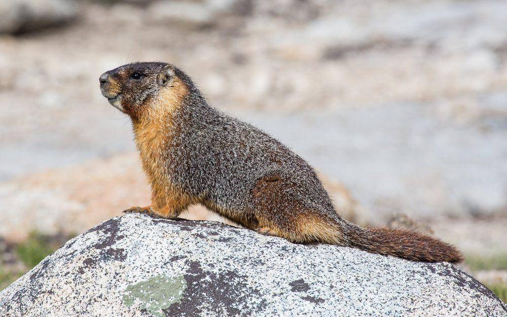 Yellow-bellied marmot (commons.m.wikimedia.org/Diliff)