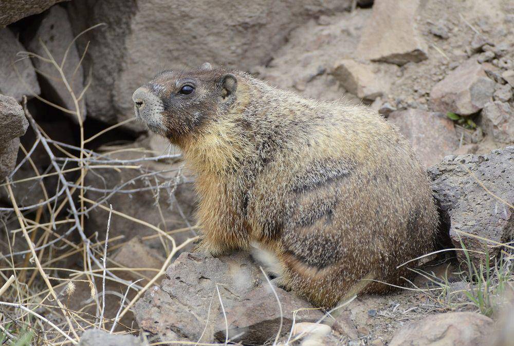 Yellow-bellied marmot (commons.m.wikimedia.org/VJAnderson)