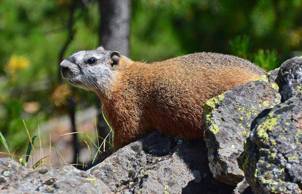 Yellow-bellied marmot (commons.m.wikimedia.org/Clement Bardot)
