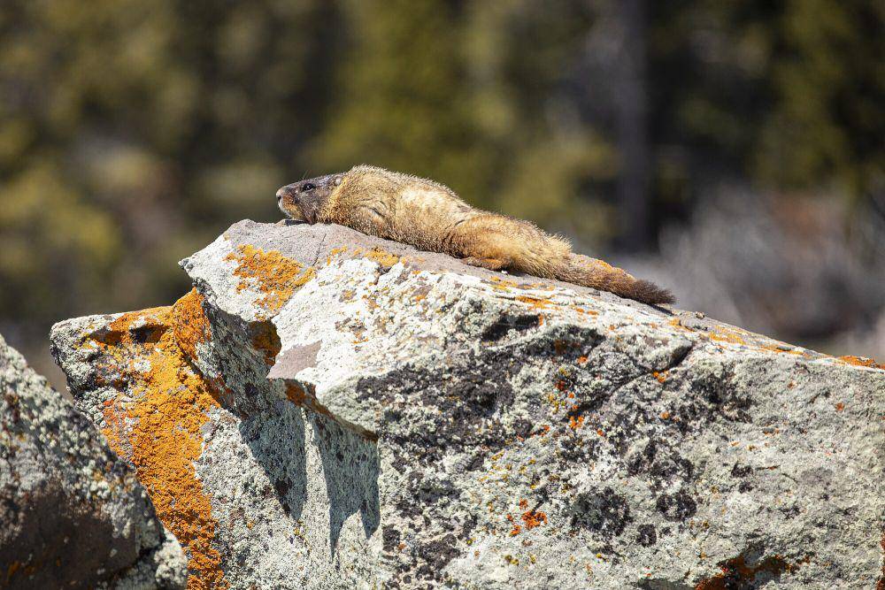 Yellow-bellied marmot (commons.m.wikimedia.org/Yellowstone National Park)