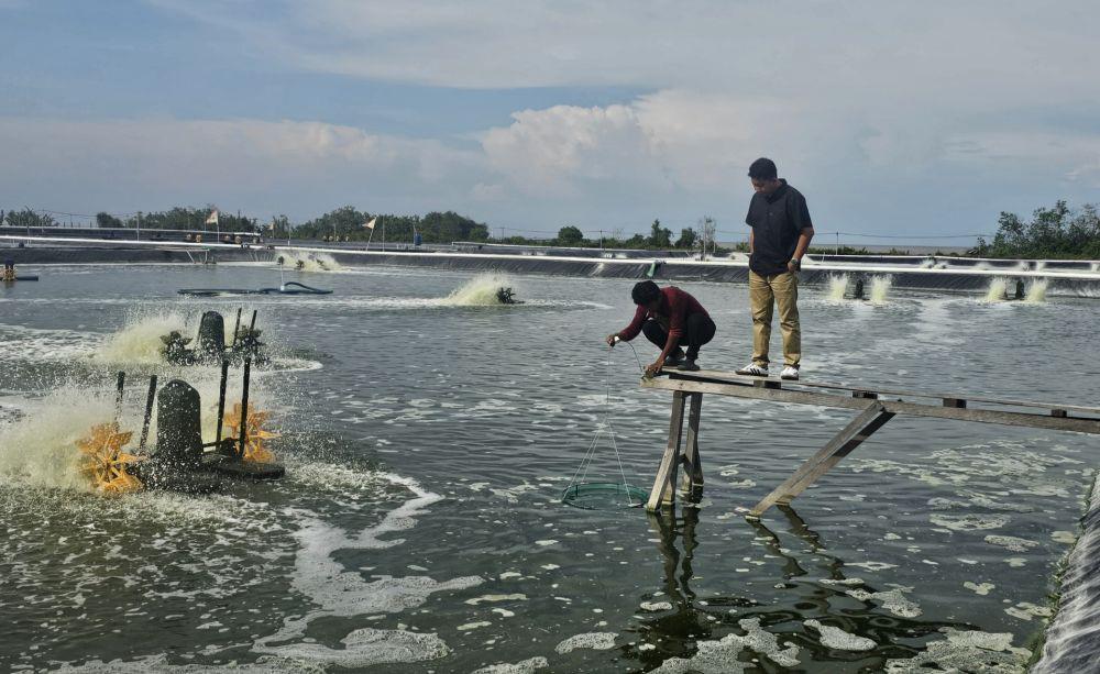Kejari Bengkalis Usut Dugaan Hutan Bakau Dibabat untuk Tambak Udang