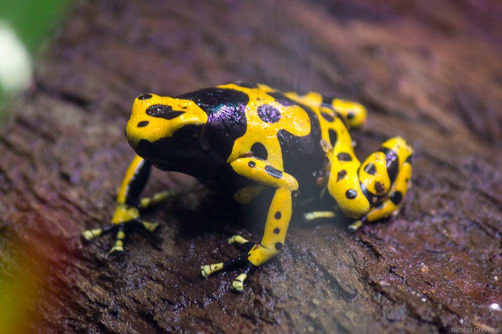 ilustrasi katak panah beracun yellow-banded (flickr.com/Nicolas Grevet)