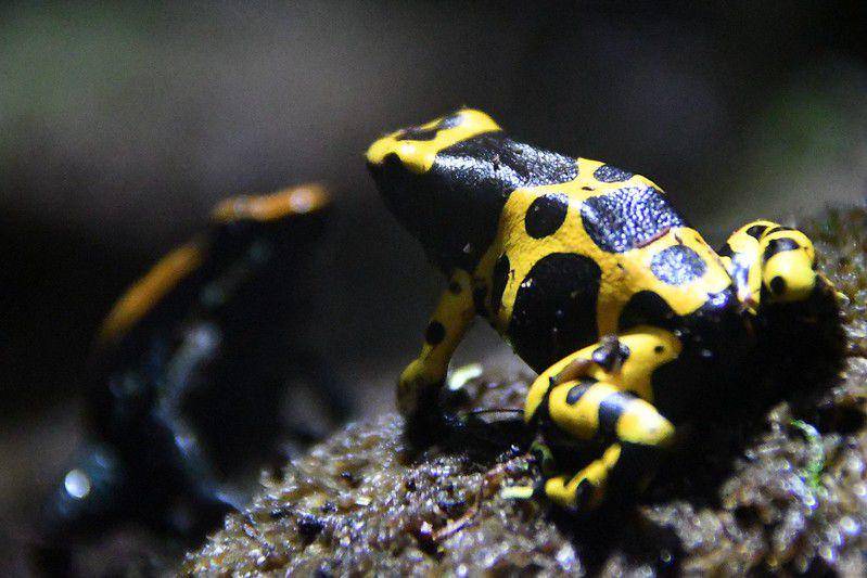 ilustrasi katak panah beracun yellow-banded (flickr.com/Joachim S. Müller)