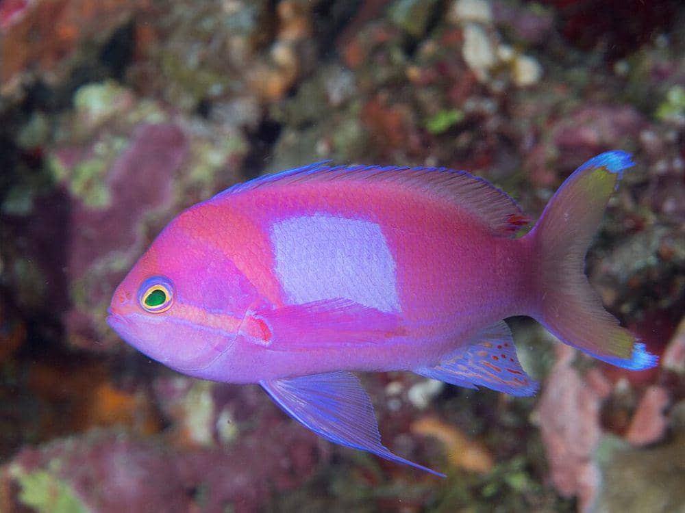 ilustrasi Pseudanthias pleurotaenia (commons.wikimedia.org/Rickard Zerpe)