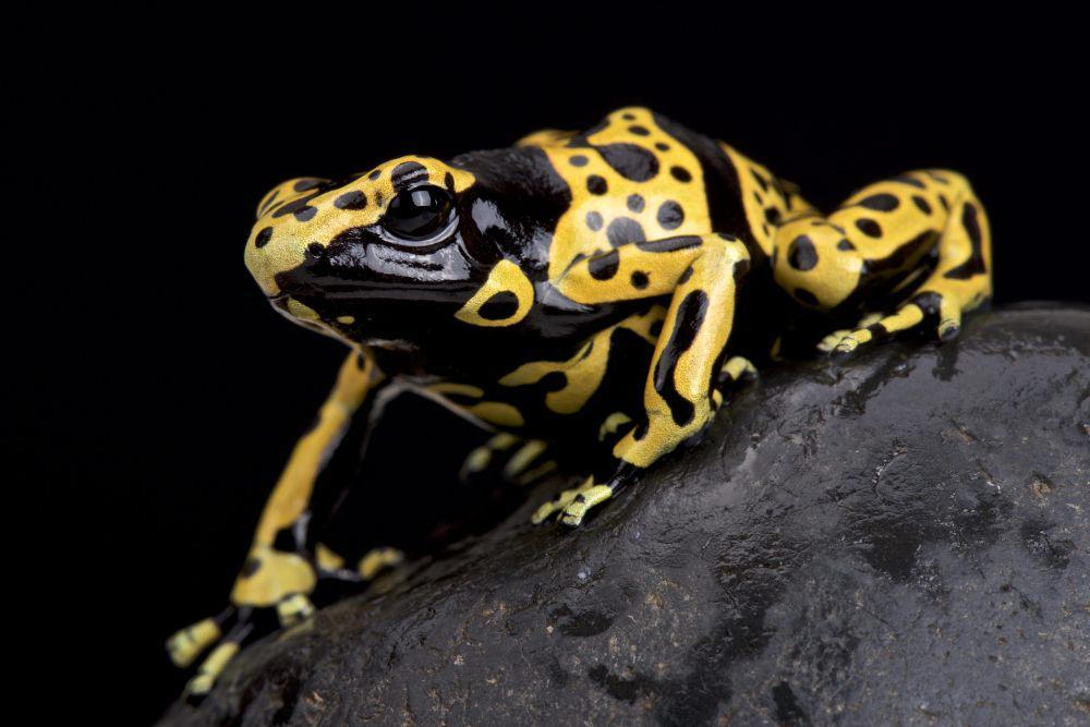 5 Kemampuan Unik Katak Panah Beracun Yellow-banded, Super Agresif!