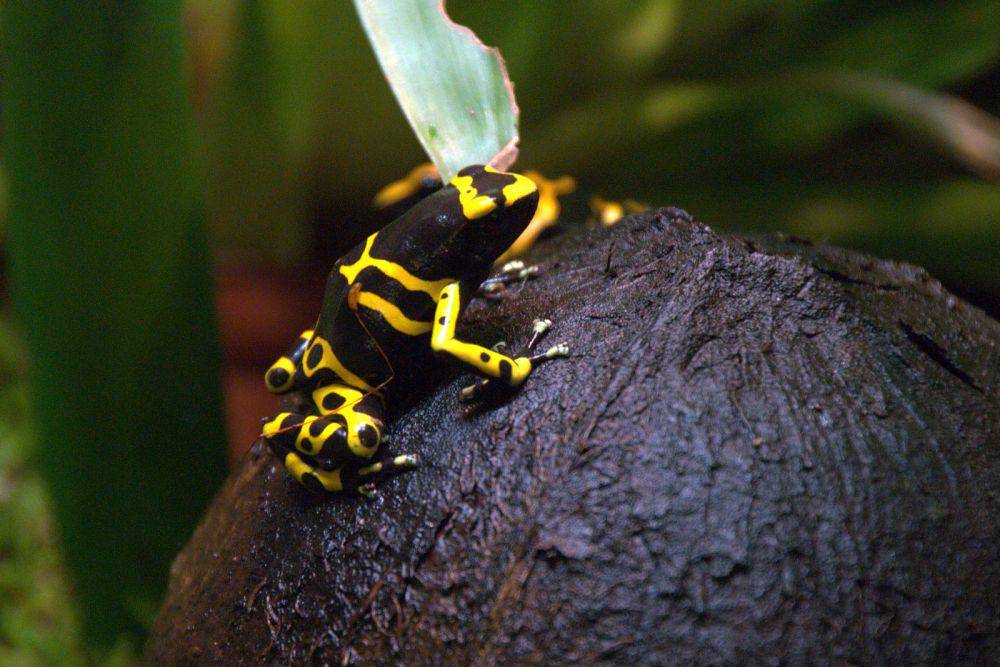 ilustrasi katak panah beracun yellow-banded (flickr.com/Joachim S. Müller)