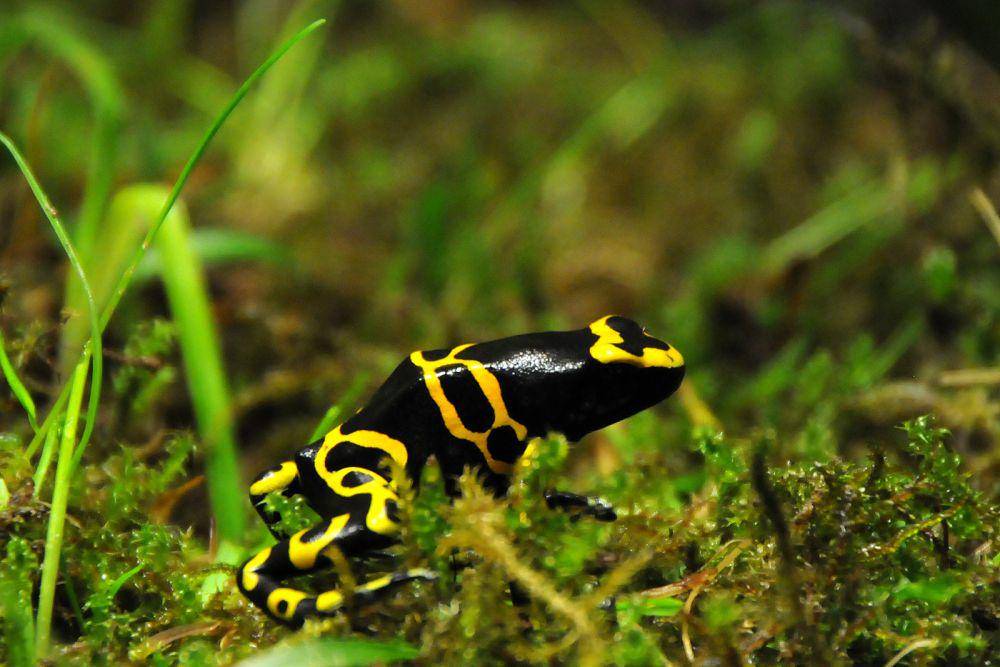 ilustrasi katak panah beracun yellow-banded (flickr.com/Joachim S. Müller)