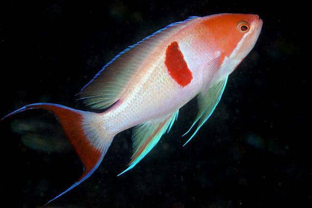 ilustrasi Pseudanthias rubrizonatus (commons.wikimedia.org/Izuzuki)