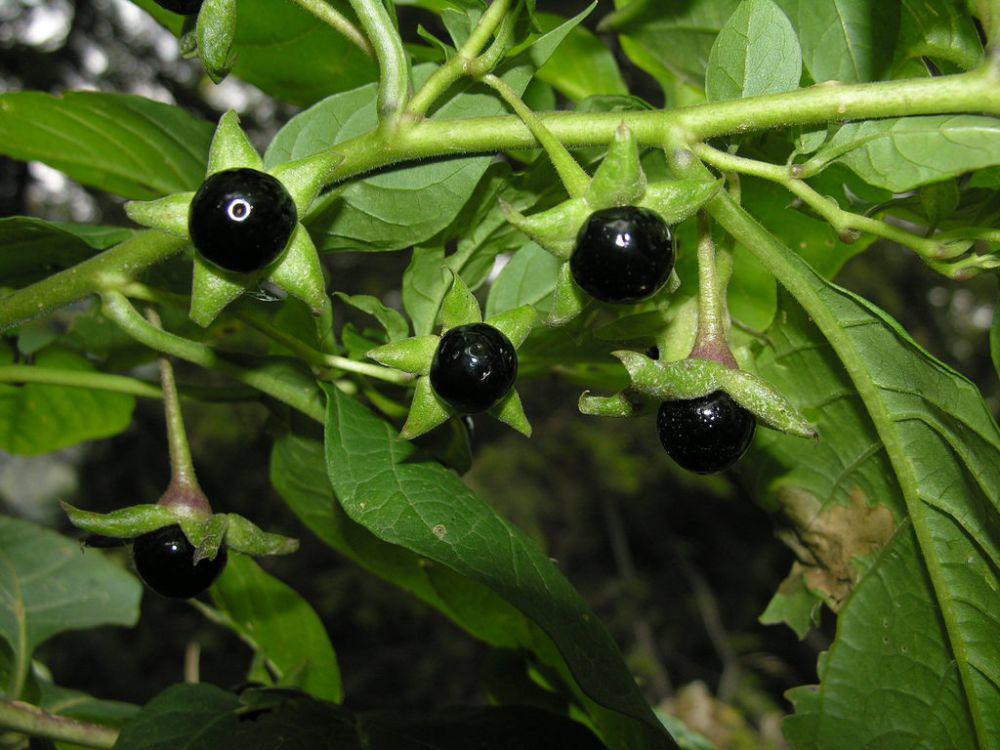 5 Fakta Menarik Belladonna, Tanaman Beracun Favorit Penyihir