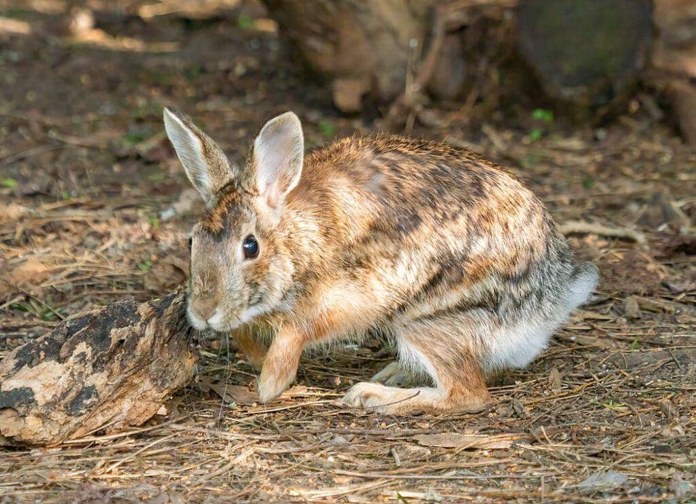 eastern cottontail (commons.wikimedia.org/Rhododendrites)