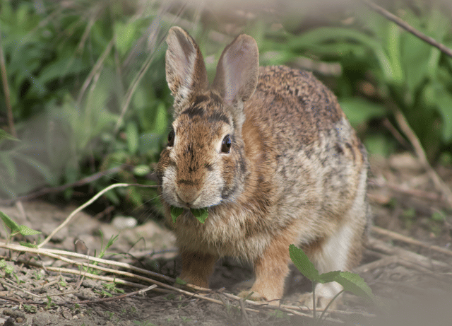 eastern cottontail (commons.wikimedia.org/BigStalex)