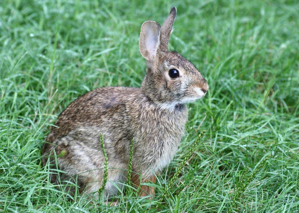 5 Fakta Eastern Cottontail, Berlari Zig-zag untuk Mengecoh Predator