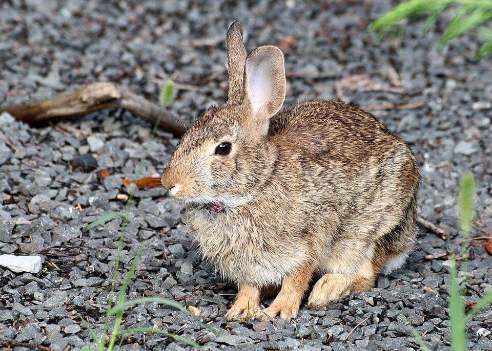 eastern cottontail (commons.wikimedia.org/Ragesoss)