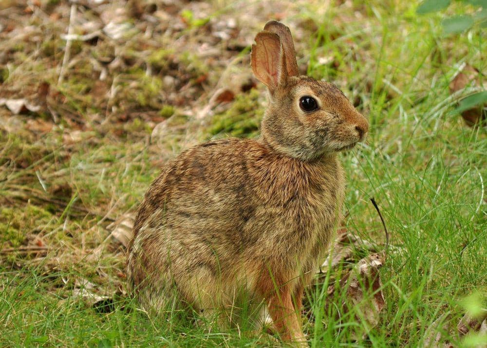 eastern cottontail (commons.wikimedia.org/The High Fin Sperm Whale)