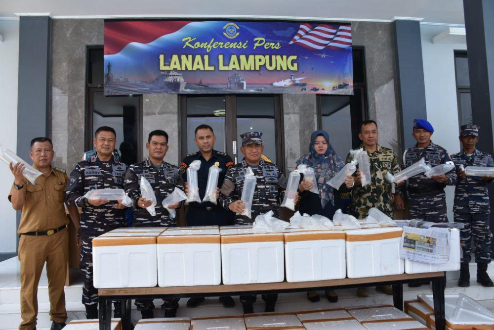 Gudang Digerebek! Lanal Lampung Sita 194.156 Ekor Benih Bening Lobster