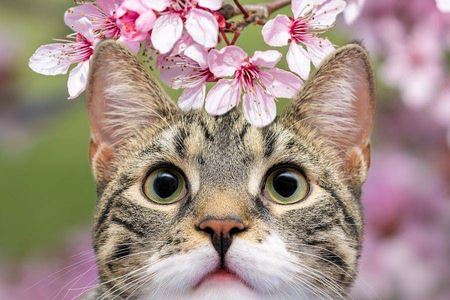 ilustrasi kucing (pexels.com/Gundula Vogel)