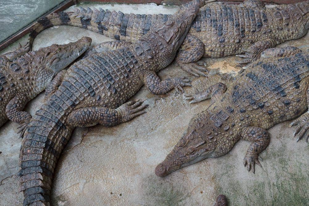 Buaya filipina (commons.wikimedia.org/Julia Sumangil)