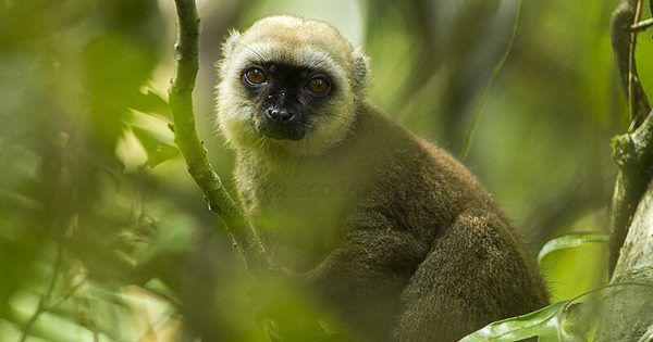 5 Fakta White Fronted Brown Lemur, Primata Pemakan Kelabang!